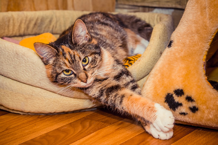 Stray cat at the shelterの写真素材