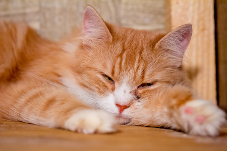 Stray cat at the shelterの写真素材