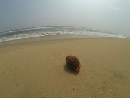 Coconut on the shore of the Indian ocean.の写真素材