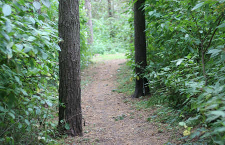 A peaceful path disappearing into the depths of the old Park with trees and dense thickets of green shrubs.の写真素材