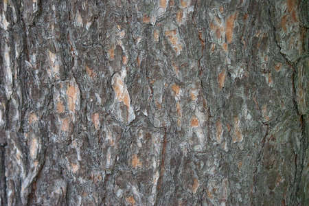 Texture pine bark closeup as a natural material brownの写真素材