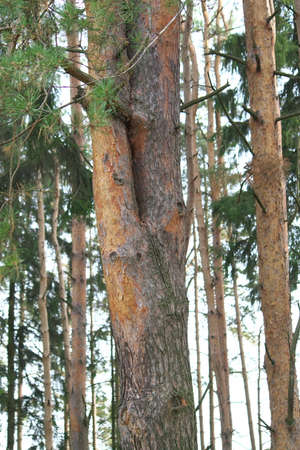 Double, beautiful pine tree in a dense pine forest.の写真素材