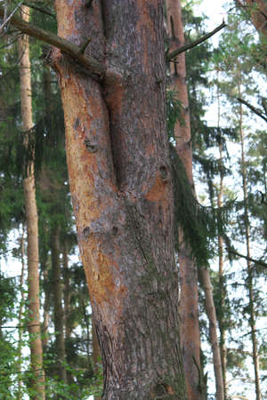 Double, beautiful pine tree in a dense pine forest.の写真素材