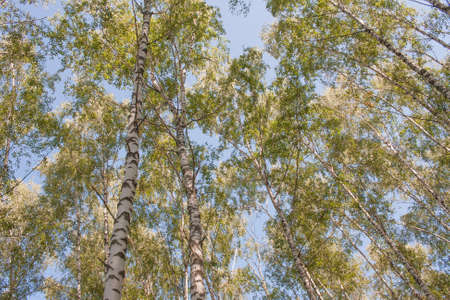 Green birch grove on a bright, Sunny summer day against the blue sky. Bottom view.の写真素材