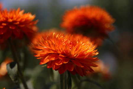 Straw flowers fire macroの写真素材