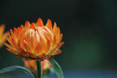 Straw flower solitary macroの写真素材
