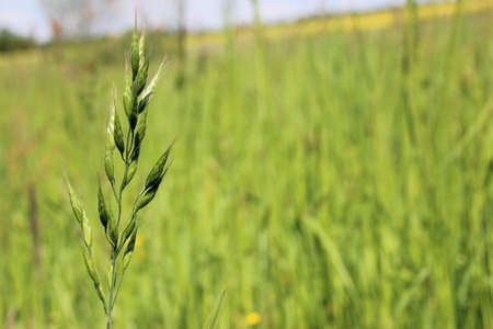 Green blade of grass macro on summer meadowの写真素材