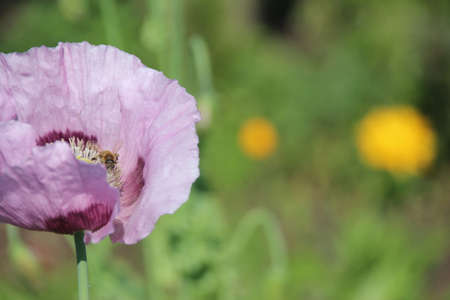 Purple poppy macro in summer gardenの写真素材