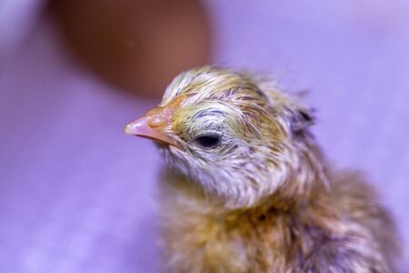 Young newborn baby chick in incubator, hours after birthの写真素材