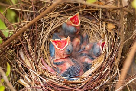 Young baby bird chicks in nest, Northern Cardinals, Cardinalis Cardinalisの写真素材