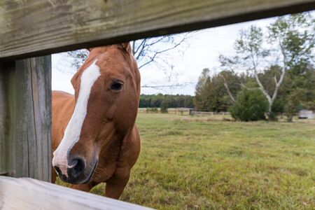 Beautiful brown horse looking thru wooden fence on farmの写真素材
