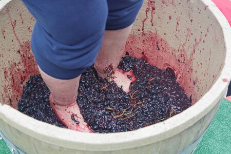 Feet and hand stomping grapes in competitionの写真素材