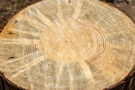 Tree rings on end of cut pine tree.