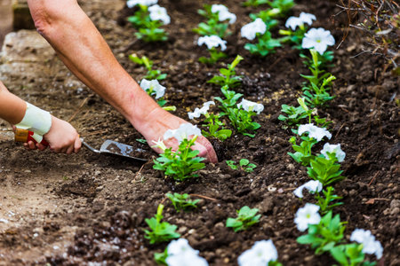 Hands planting new spring flowers in flowerbed.の写真素材