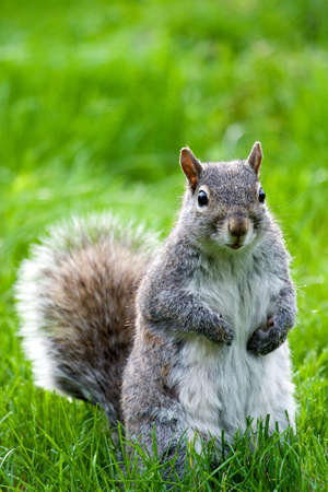 Squirrel standing in grass