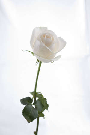 Long Stem White Roseの写真素材
