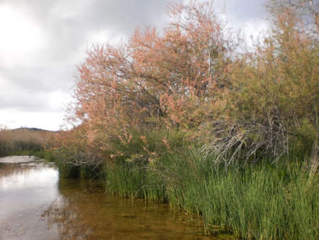 vravrona swampの写真素材