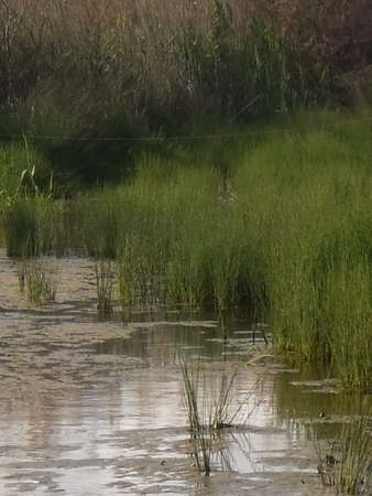 naturaの写真素材