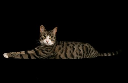 Domestic CatSingle adult female lyingStudio, UK