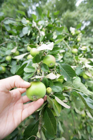 Picking an apple from a tree