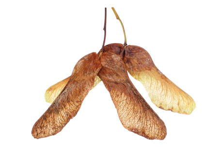 Maple tree seeds isolated in studioの写真素材