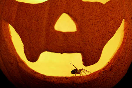 Garden spiderAraneus diadematusSingle adult inside halloween pumpkinUKの写真素材
