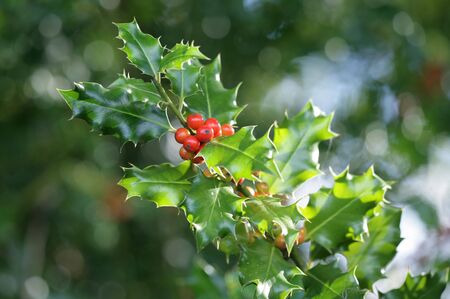 Holly and berries close-up portrait