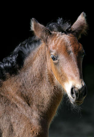 brown bay foalの写真素材