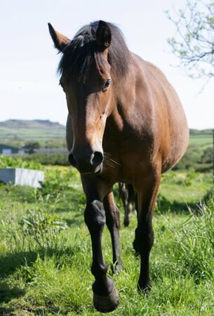 brown bay horseの写真素材