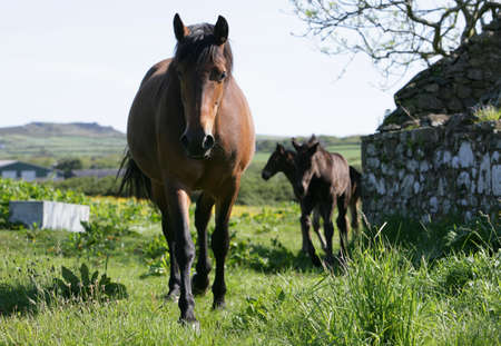 brown bay horseの写真素材
