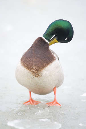 Mallard standing on frozen pondの写真素材