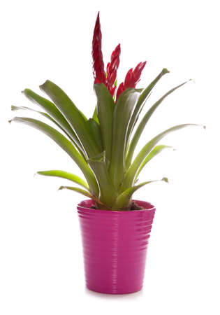 Indoor house plant studio cutoutの写真素材