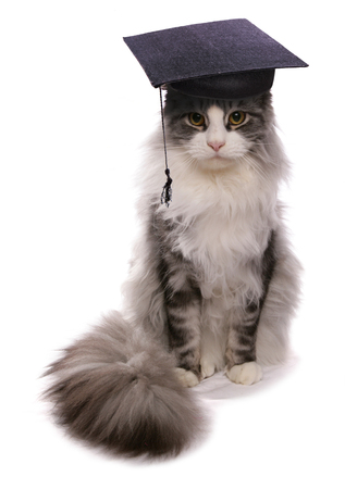 Maine Coon teachers hatの写真素材