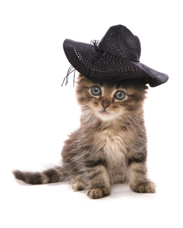 asian kitten sittingstudio portraitの写真素材