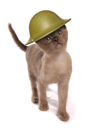 Kitten wearing army helmet studio cutoutの写真素材