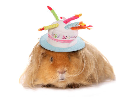 Guinea pigSingle adult in a studioの写真素材