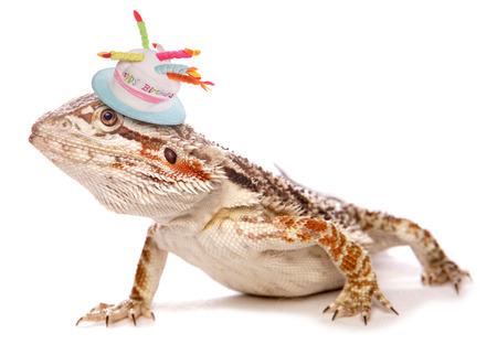 bearded dragon wearing birthday hat