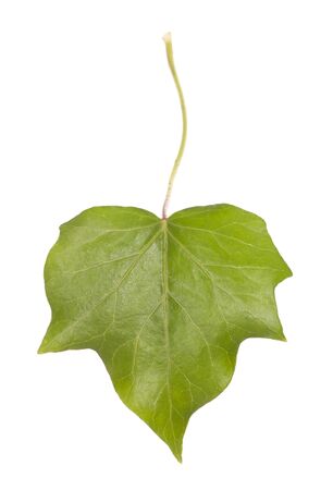 ivy leaf studio cut outの写真素材