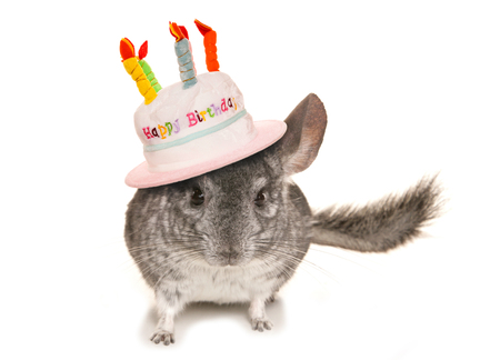 Chinchilla wearing happy birthday hat cutoutの写真素材