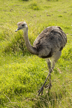 Greater Rhea walking on grass