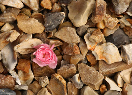 Single rose flower on stones