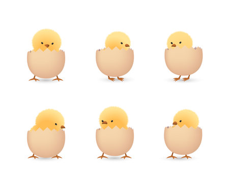 Chicks in cracked eggs bottom setのイラスト素材
