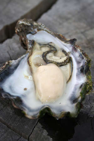 Oyster close upの写真素材