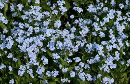 A bed of forget-me-nots.の写真素材