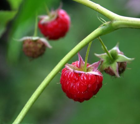Raspberries hanging from the bush.の写真素材
