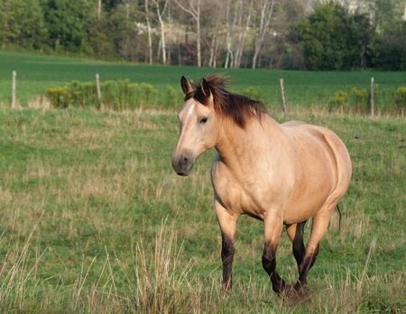 A palomino horse strolls across a field.