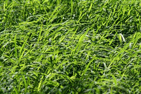 A frame filled shot of long green grass.