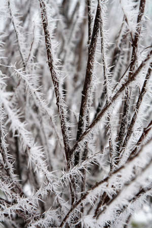 Frost spikes on branches of a bush.