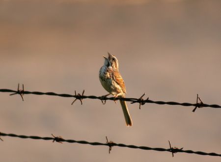 A Song Sparrow singing on a barb wire fench.の写真素材