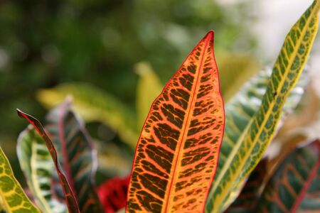 A tropical red leaf backlit.